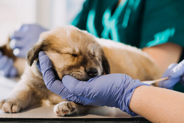 Checking the breath. Male veterinarian in work uniform listening to the breath of a small dog with a phonendoscope in veterinary clinic. Pet care concept