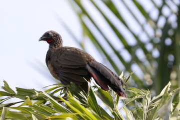 Ortalis Columbiana.
Mas conocida como Chachalaca o Guacharacas
