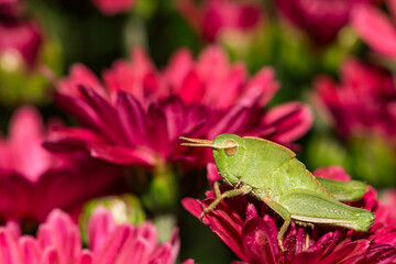 Short-winged Grasshopper - Dichromorpha viridis