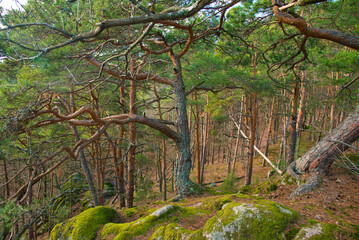 Kiefernwald von Dambach la Ville im Elsass