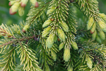 Spruce branch with young green needles, macro.