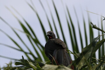 Ortalis Columbiana.
Mas conocida como Chachalaca o Guacharacas