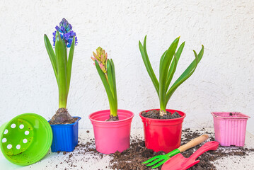 Spring gardening concept; Spring flowers in pots, gardening equipment on white background