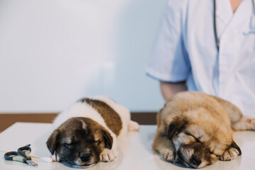 Checking the breath. Male veterinarian in work uniform listening to the breath of a small dog with a phonendoscope in veterinary clinic. Pet care concept