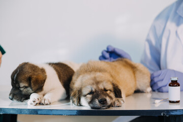 Checking the breath. Male veterinarian in work uniform listening to the breath of a small dog with a phonendoscope in veterinary clinic. Pet care concept