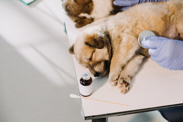 Checking the breath. Male veterinarian in work uniform listening to the breath of a small dog with a phonendoscope in veterinary clinic. Pet care concept