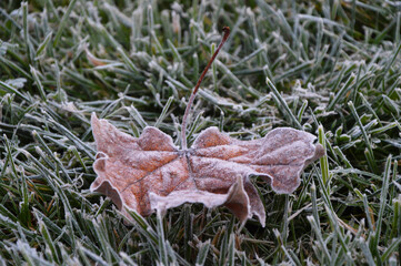 A fallen dry autumn maple leaf covered with hoarfrost lies on dark green grass with frost. First...