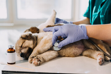Checking the breath. Male veterinarian in work uniform listening to the breath of a small dog with a phonendoscope in veterinary clinic. Pet care concept