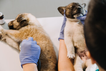 Checking the breath. Male veterinarian in work uniform listening to the breath of a small dog with a phonendoscope in veterinary clinic. Pet care concept