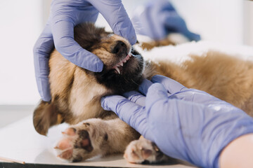 Checking the breath. Male veterinarian in work uniform listening to the breath of a small dog with a phonendoscope in veterinary clinic. Pet care concept