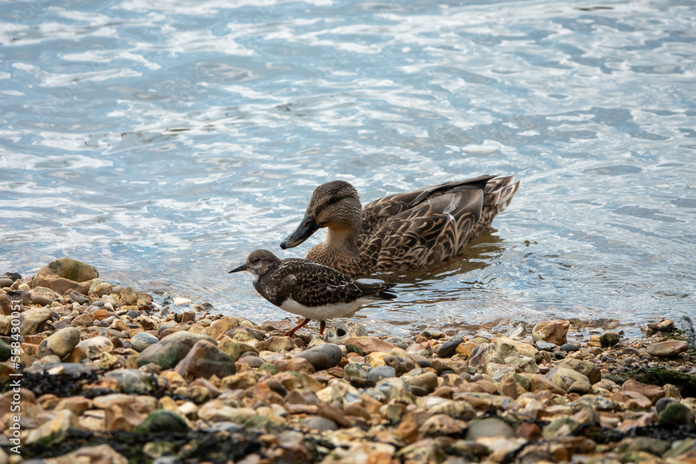 Poster turnstone on the beach with female mallard duck in the sea behind