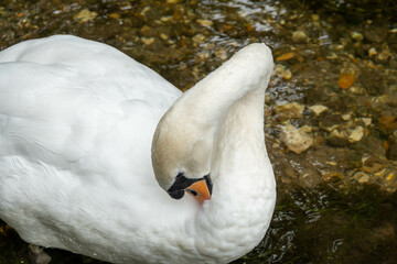 close up of adult mute swan cleaning feathers in the river