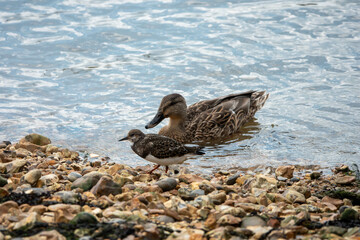 turnstone on the beach with female mallard duck in the sea behind
