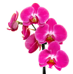 Pink Orchid Flowers at green branch with Blossom and buds Isolated on Transparent background.