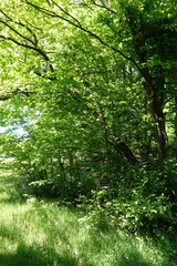 Fototapeta premium Waldrand