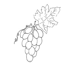 Grapes, linear black and white vector illustration.