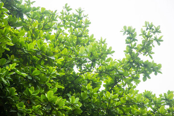 Fototapeta na wymiar Looking Up at Malabar Tree with Leaves