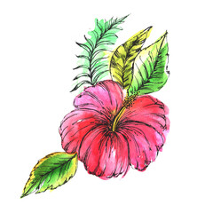 
Watercolor pink hibiscus flower isolated on white background.