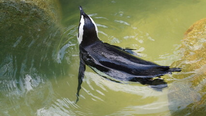 Naklejka premium 아프리카펭귄 (Spheniscus demersus), 흔히 **잭애스펭귄(Jackass Penguin)**으로 불리는 이 펭귄은 울음소리가 당나귀의 울음소리를 닮아 독특한 별명을 얻게 된 남아프리카 원산의 펭귄입니다.