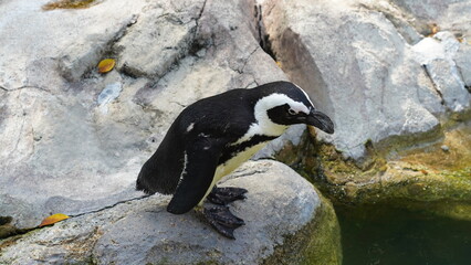 JackassPenguin|AfricanPenguin|Spheniscus demersus|斑嘴環企鵝|南非企鵝