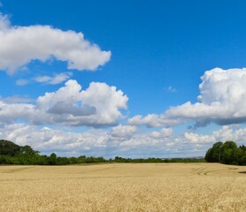 field of wheat