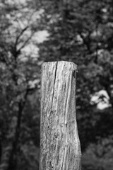 Old tree stump standing in the bright sunny meadow in a black and white monochrome.