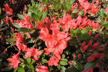 Red azalea flowers and green leaves in the sunlight