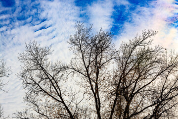 Fototapeta na wymiar lonely autumn tree against the sky