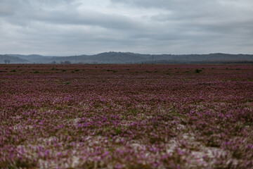 Field of purple deadnettle in spring