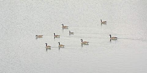  Group of canada geese swimming in the water -Branta canadensis 