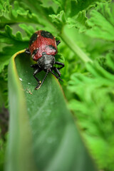 Fototapeta premium Insect