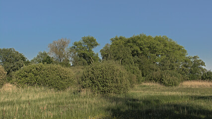 Fototapeta premium Spring marsh landscape with swamp and forest in Bourgoyen nature reserve, Ghent, Flanders, Belgium