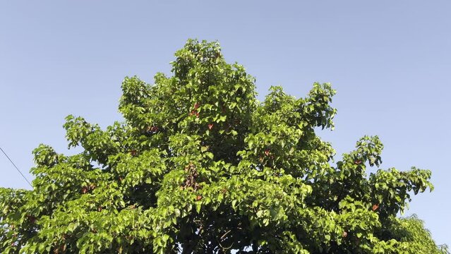 The wind blew the trees and the leaves swayed in the daytime.