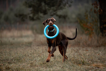 Beautiful Doberman breed dog in the winter forest