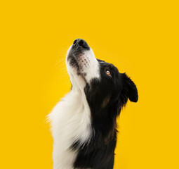 Portrait concentrate border collie dog looking up begging food. Isolated on yellow colored...