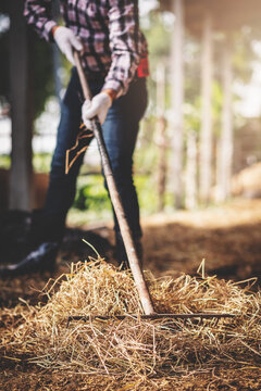 Close up worker using rake on hay for working in farm, Livestock and farm industry.