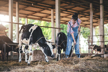 Asian young woman farmer in dairy farm working in cowshed, New generation agricultural farmer...