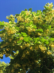 Blooming linden tree against blue sky. Close-up. Nature background.