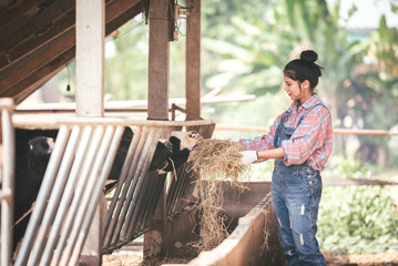 Asian young woman farmer working with hay for feeding cow in dairy farm, New generation agricultural farmer working in smart farm, Livestock and farm industry lifestyle.