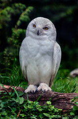 Snowy owl sitting on the beam. Latin name - Bubo scandiacus	
