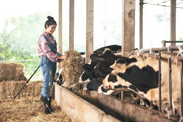 Asian young woman farmer working with hay for feeding cow in dairy farm, New generation...