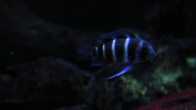 Frontosa fish or humphead cichlid swimming in slightly cloudy water with poor lighting