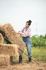 Naklejka na ściany i meble Asian young woman farmer working with hay for feeding cow in dairy farm, New generation agricultural farmer working in smart farm, Livestock and farm industry lifestyle.