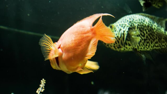 The orange blood parrot cichlid (Amphilophus citrinellus) swimming in slightly cloudy water