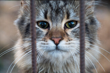 Sad stray cat looking through iron bars, selective focus
