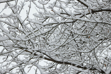 Winter tree branches without folliage under the snow.