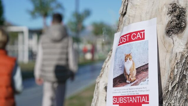 Two boys putting up missing pet banners. Cat lost in big city