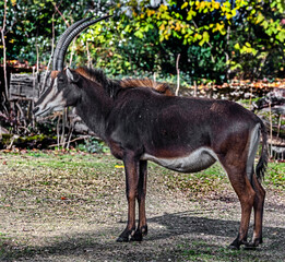 Sable antelope on the lawn. Latin name - Hippotragus niger	
