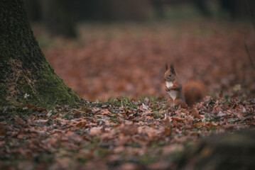 squirrel in the woods