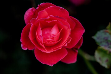 Close up image of a red rose flower